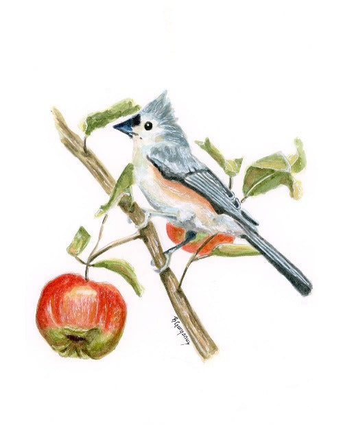 Tufted-titmouse-greeting-card-beverly-gurganus-art